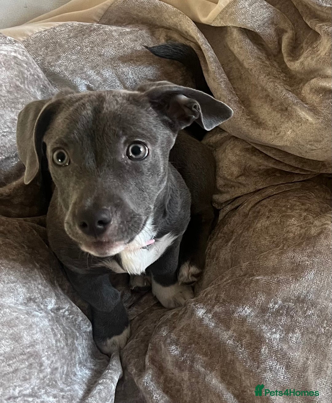 Mixed Breed dogs for sale: Frenchie x dachshund  - Advert 2