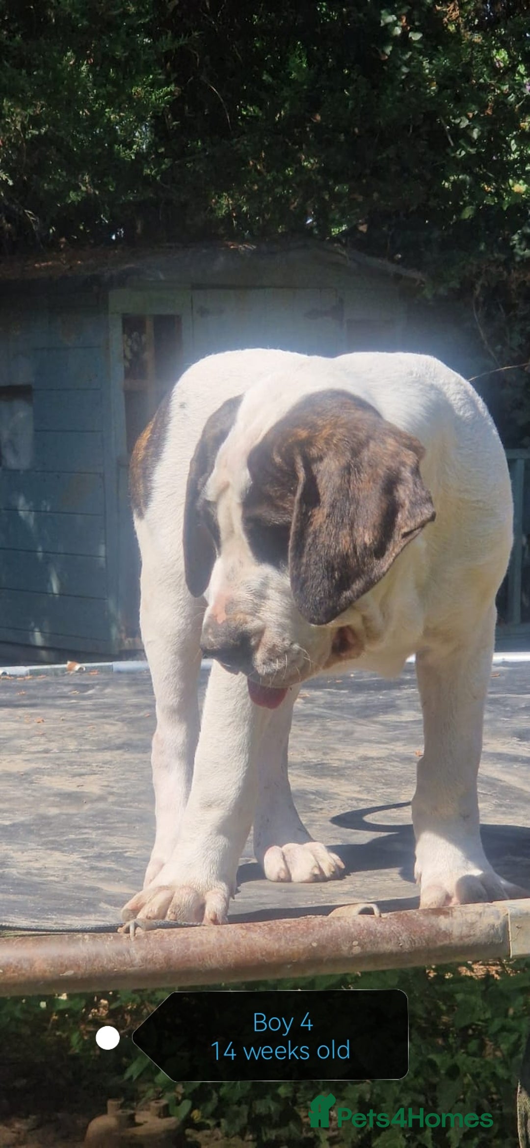 Central Asian Shepherd dogs for sale: Beautiful Alabai Mastiff puppies  in Pulborough - Image 14