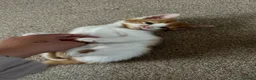 Mixed Breed cats for sale: Ginger male, colored females - Advert 4