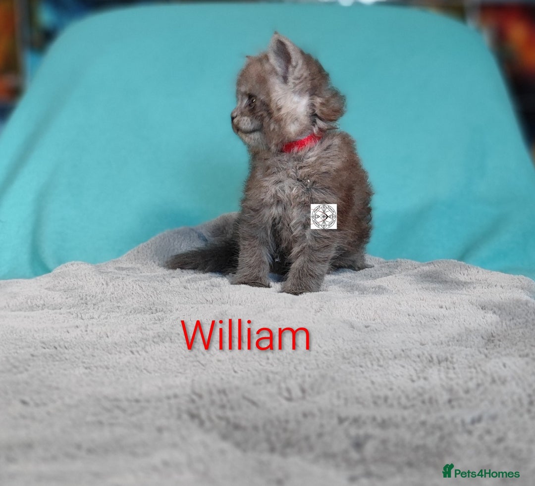 Maine Coon cats for sale: XXL beautiful Maine coon boy  - Advert 4