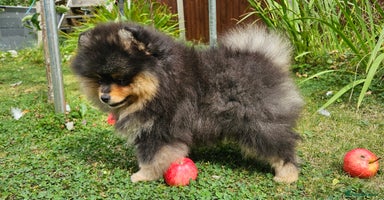 Pomeranian dogs - Advert 4
