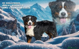 Bernese Mountain Dog dogs for sale: KC Bernese Pups – Calm, Loving & Ready Soon - Image 11