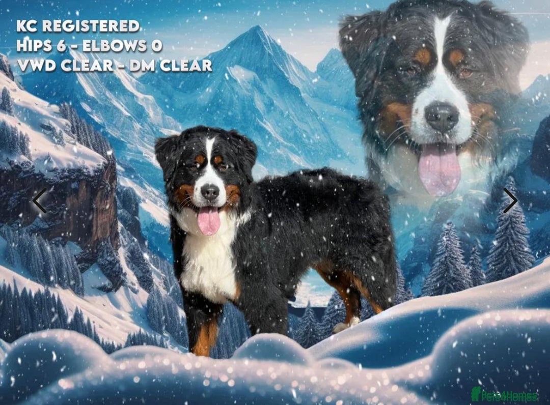 Bernese Mountain Dog dogs for sale: KC Bernese Pups – Calm, Loving & Ready Soon - Image 11