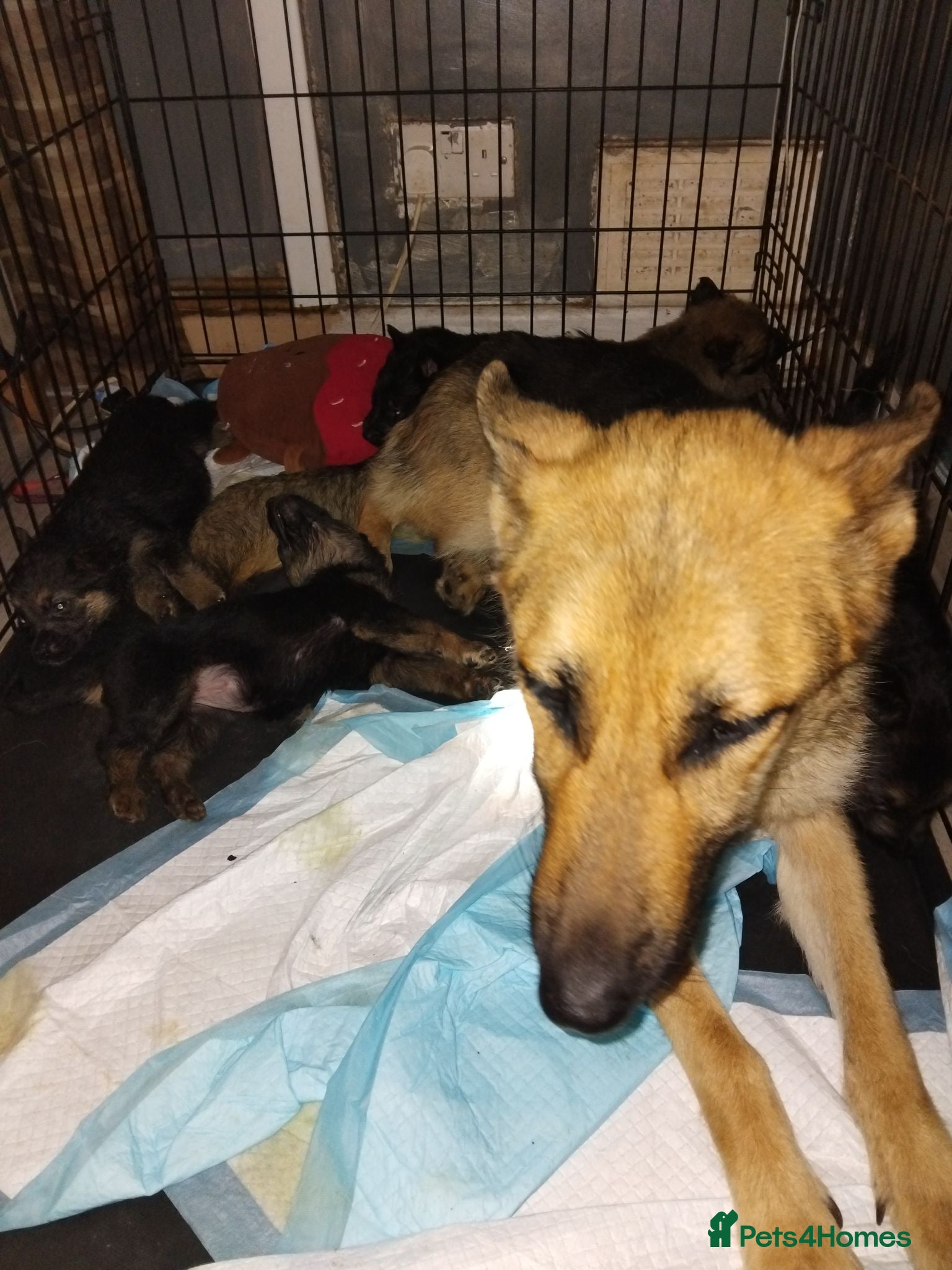 German Shepherd dogs 4 German shepherd puppies  - Advert 2