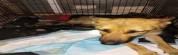 German Shepherd dogs for sale: 4 German shepherd puppies  - Advert 1