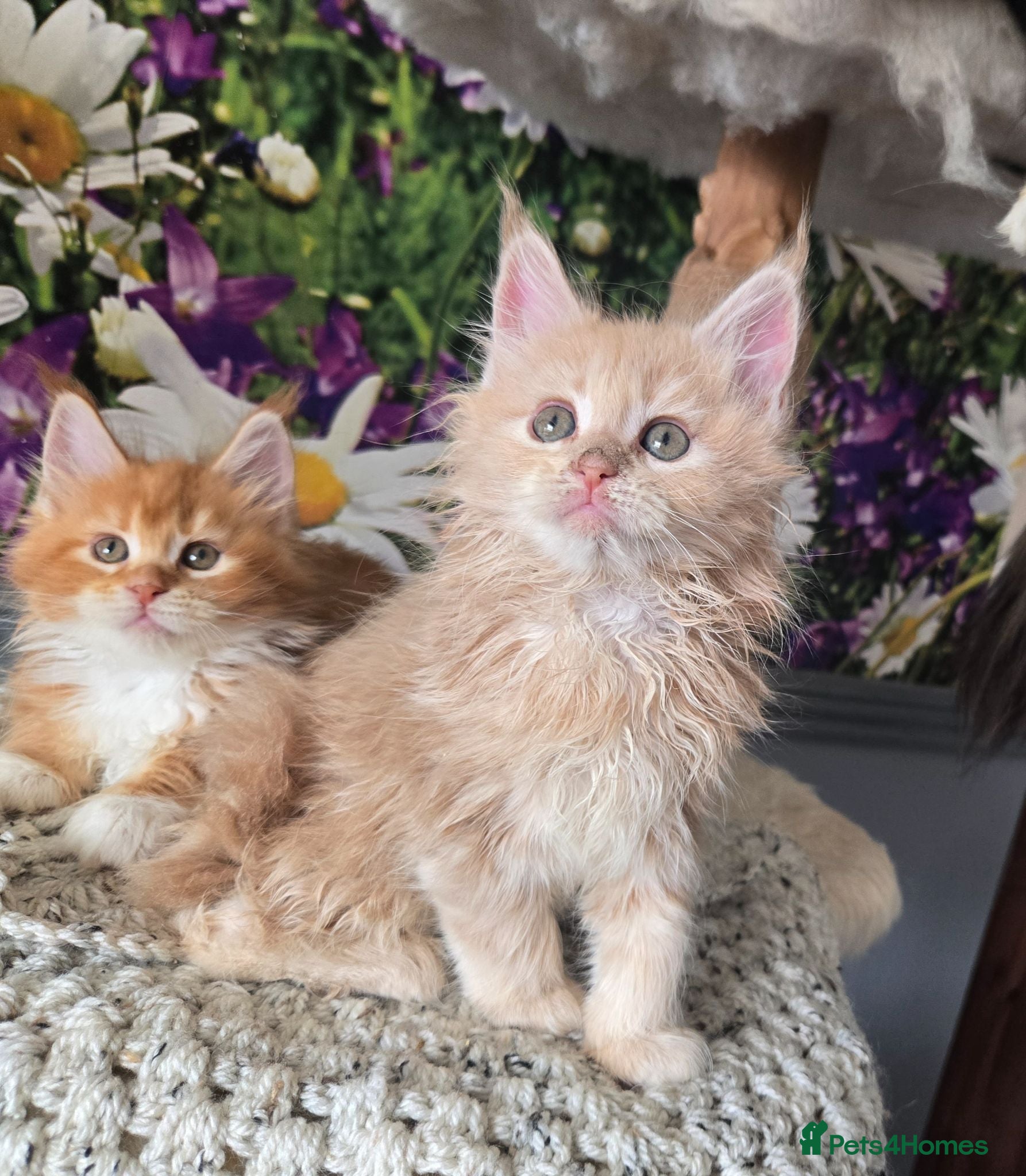 Maine Coon cats Stunning TICA Maine Coon kittens - Advert 2
