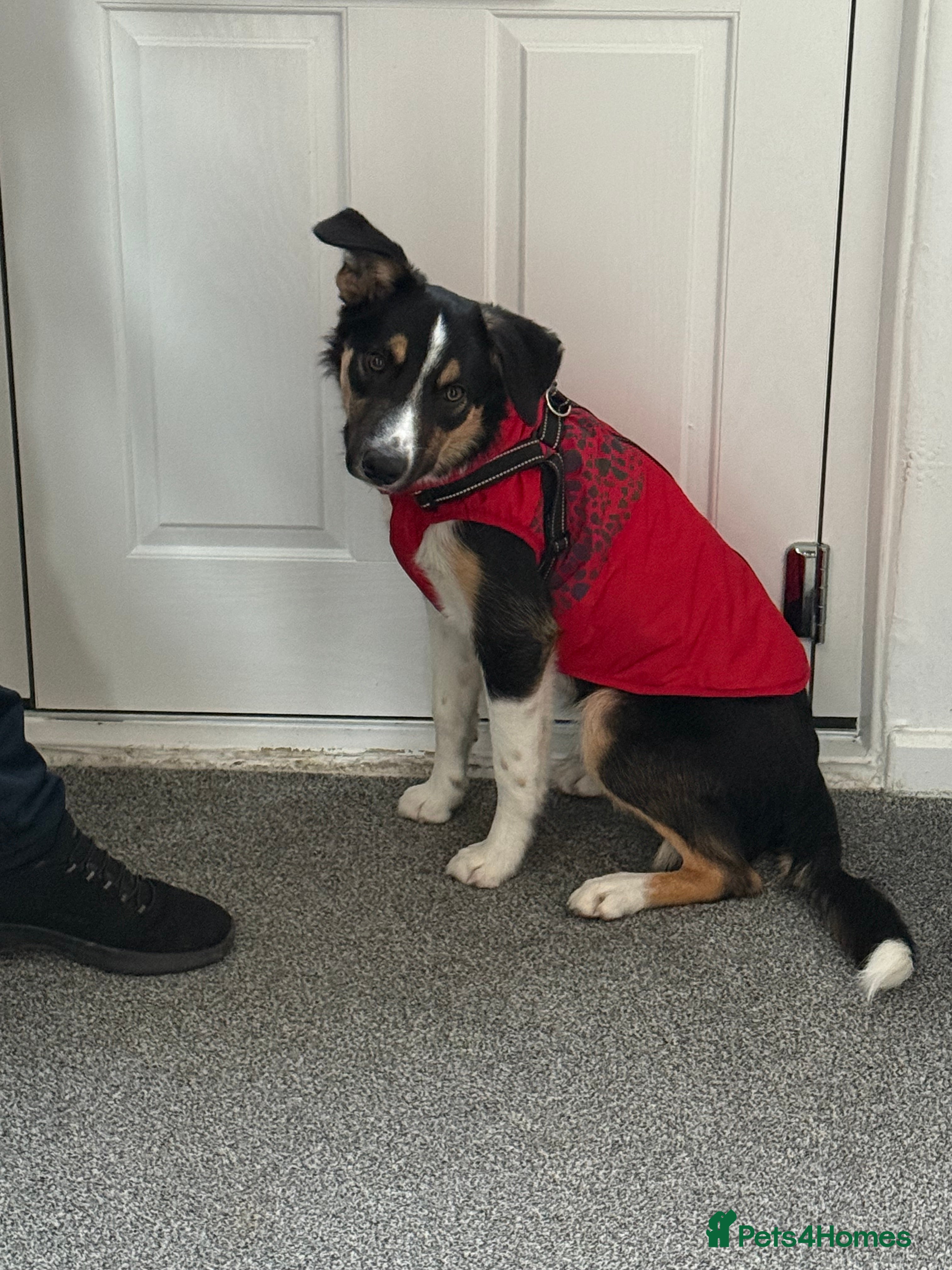 Border Collie dogs 7 month old smooth haired collie  - Advert 1
