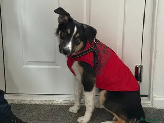 Border Collie dogs 7 month old smooth haired collie - Advert 1