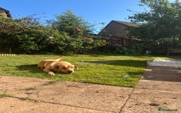 Golden Retriever dogs for sale: Golden Labrador  - Image 8
