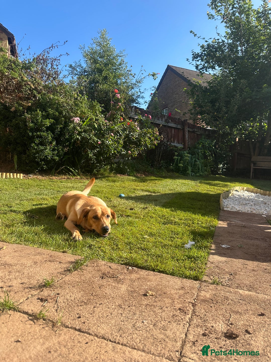 Golden Retriever dogs for sale: Golden Labrador  - Image 8