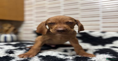 Hungarian Vizsla dogs - Advert 7