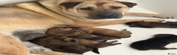 Shar Pei dogs for sale: Patch  - Advert 1