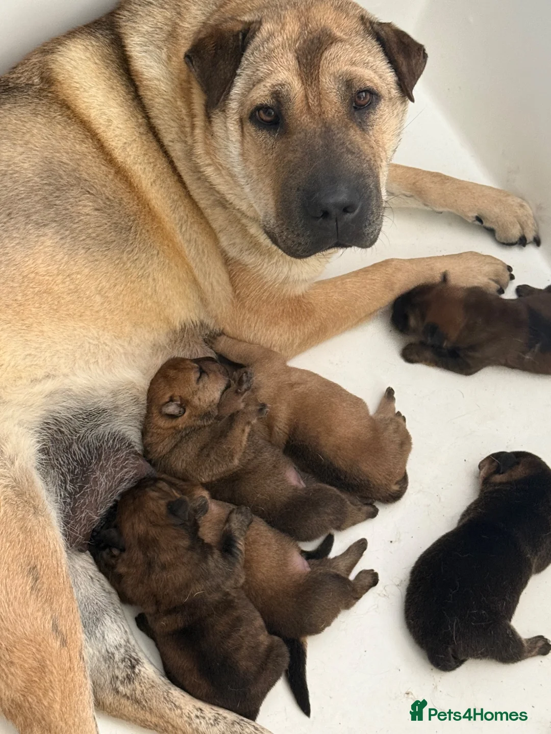 Shar Pei dogs for sale: Patch  - Advert 1