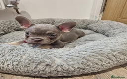 French Bulldog dogs for sale: Quality french bulldogs available to leave 🐾 - Image 38