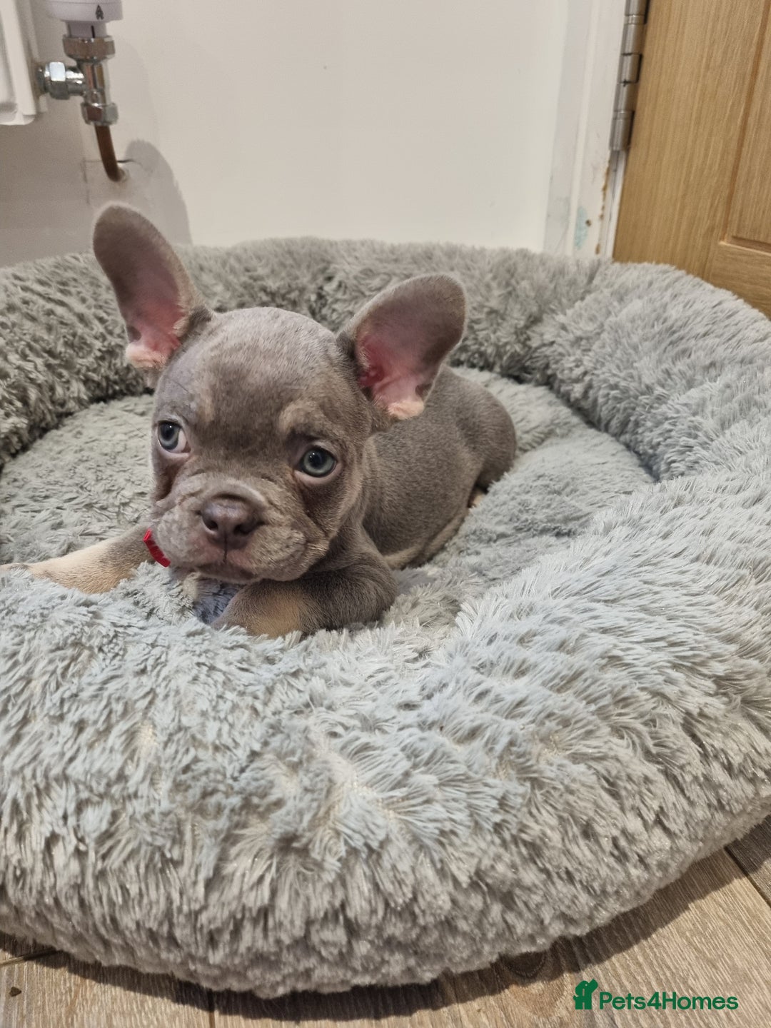 French Bulldog dogs for sale: Quality french bulldogs available to leave 🐾 - Image 38