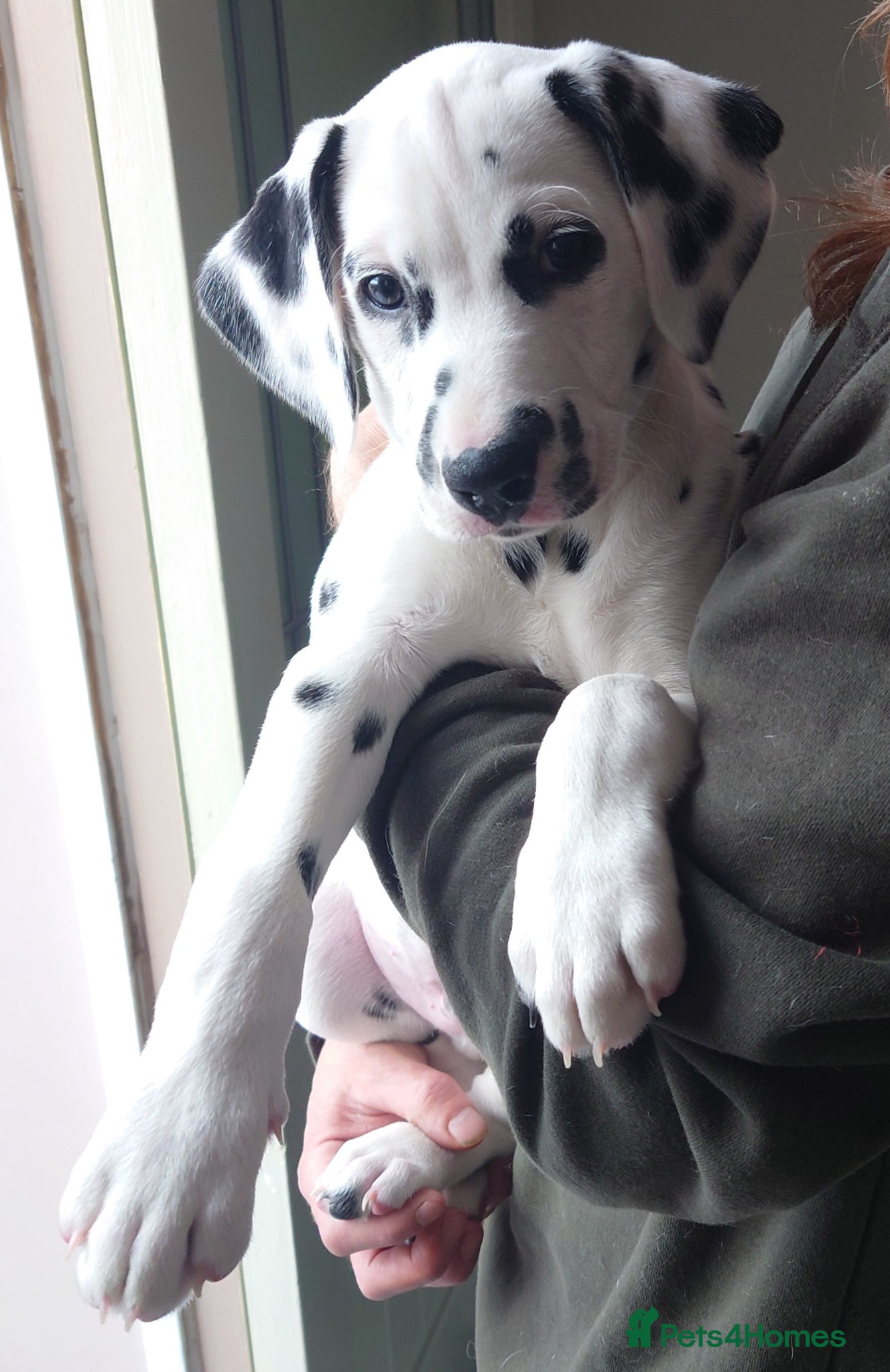 Mixed Breed dogs 9 Beautiful Dalmador Puppies! - Advert 4