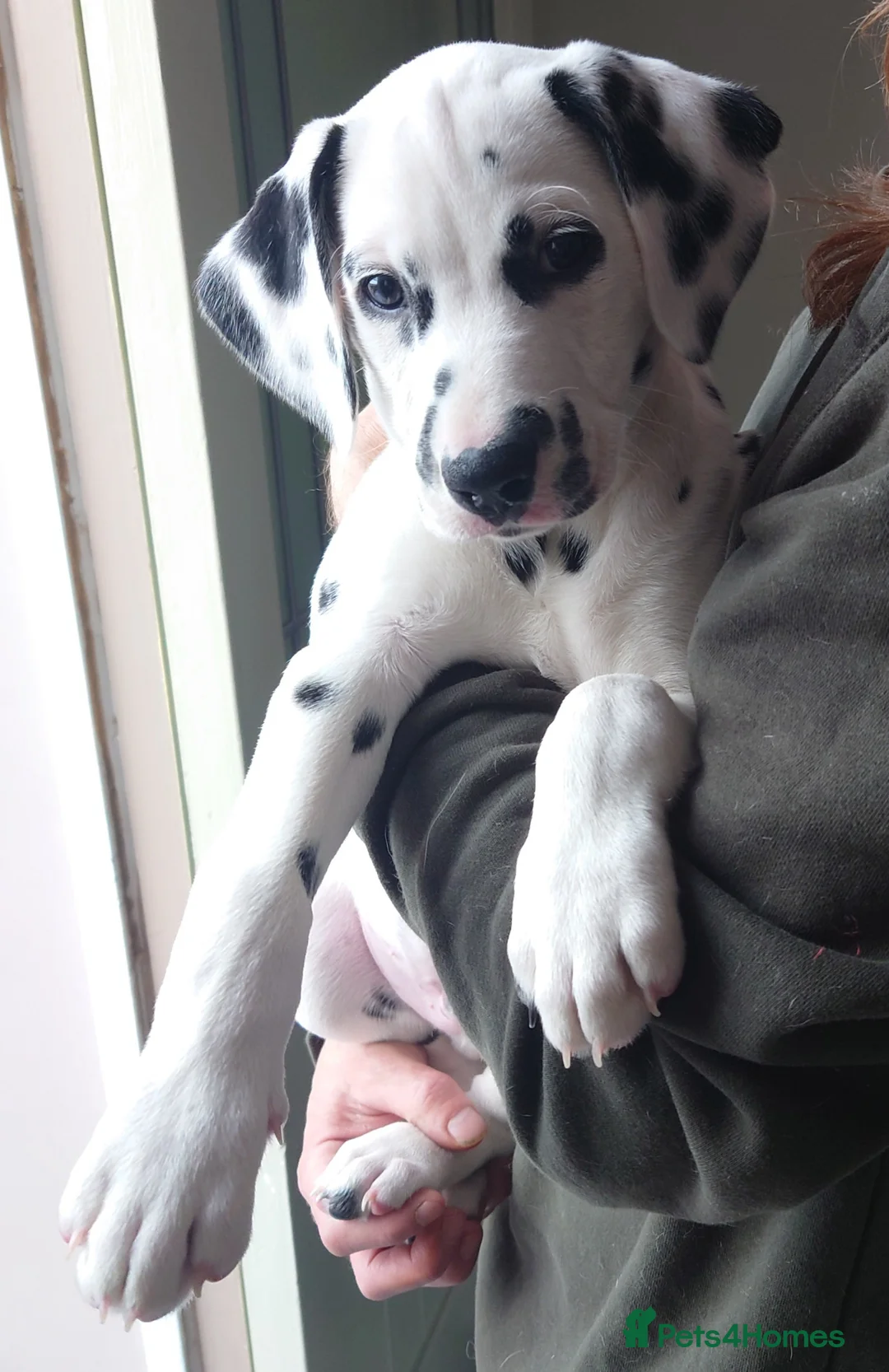 Mixed Breed dogs for sale: 9 Beautiful Dalmador Puppies! - Advert 1