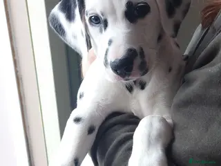 Mixed Breed dogs 9 Beautiful Dalmador Puppies! - Advert 4