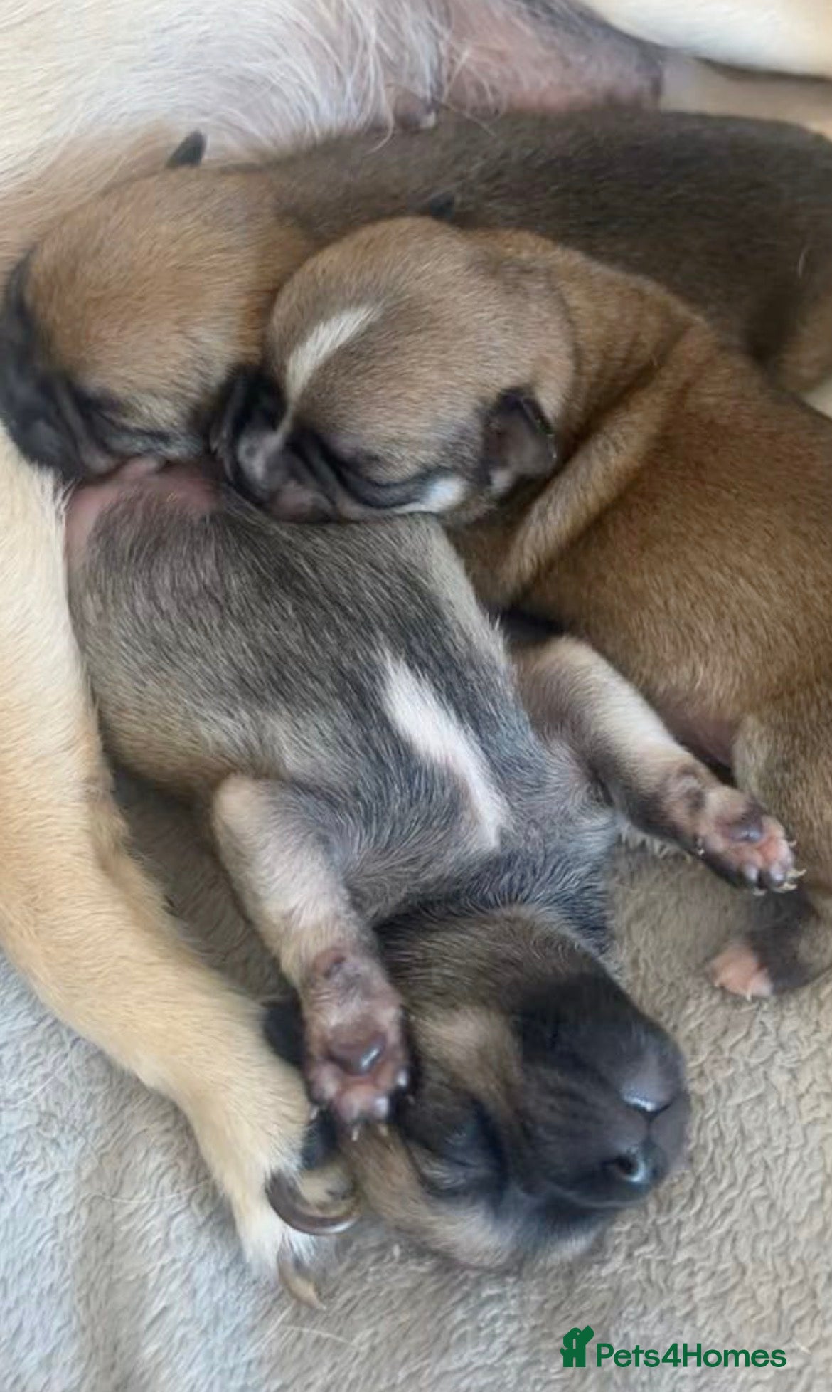 Chihuahua dogs Puppys - Advert 4
