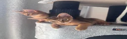 Somali cats for sale: Somali kittens available 😻 in Lincoln - Advert 19
