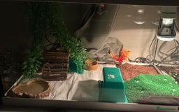 Gecko reptiles for sale: Juvenile snow Leopard geko - Image 3