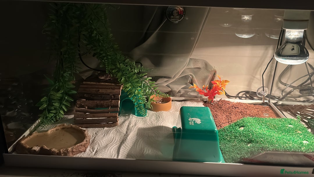 Gecko reptiles for sale: Juvenile snow Leopard geko - Image 3