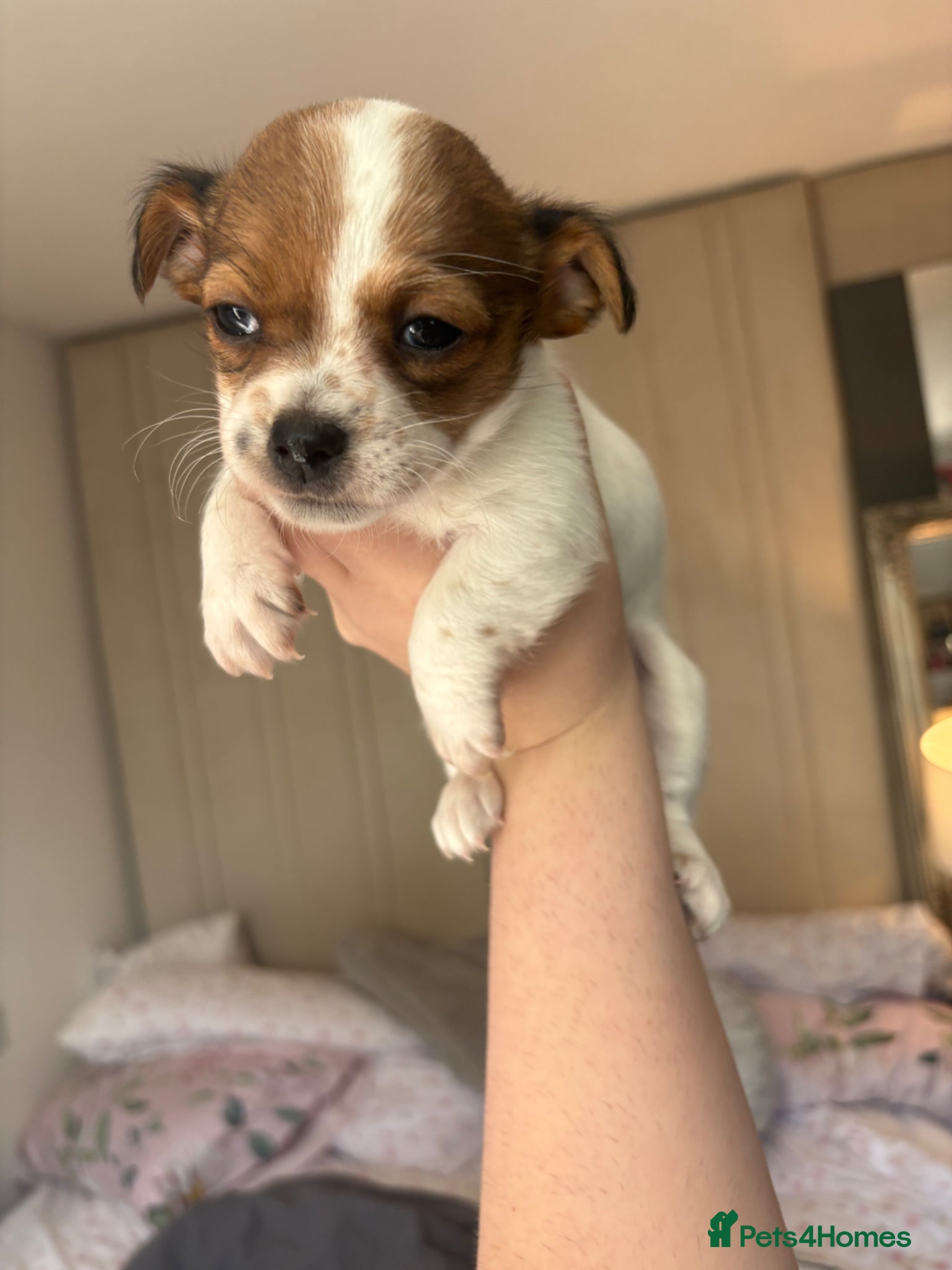 Jack Chi dogs Jack Russell Chihuahua Puppies🐾 - Advert 1