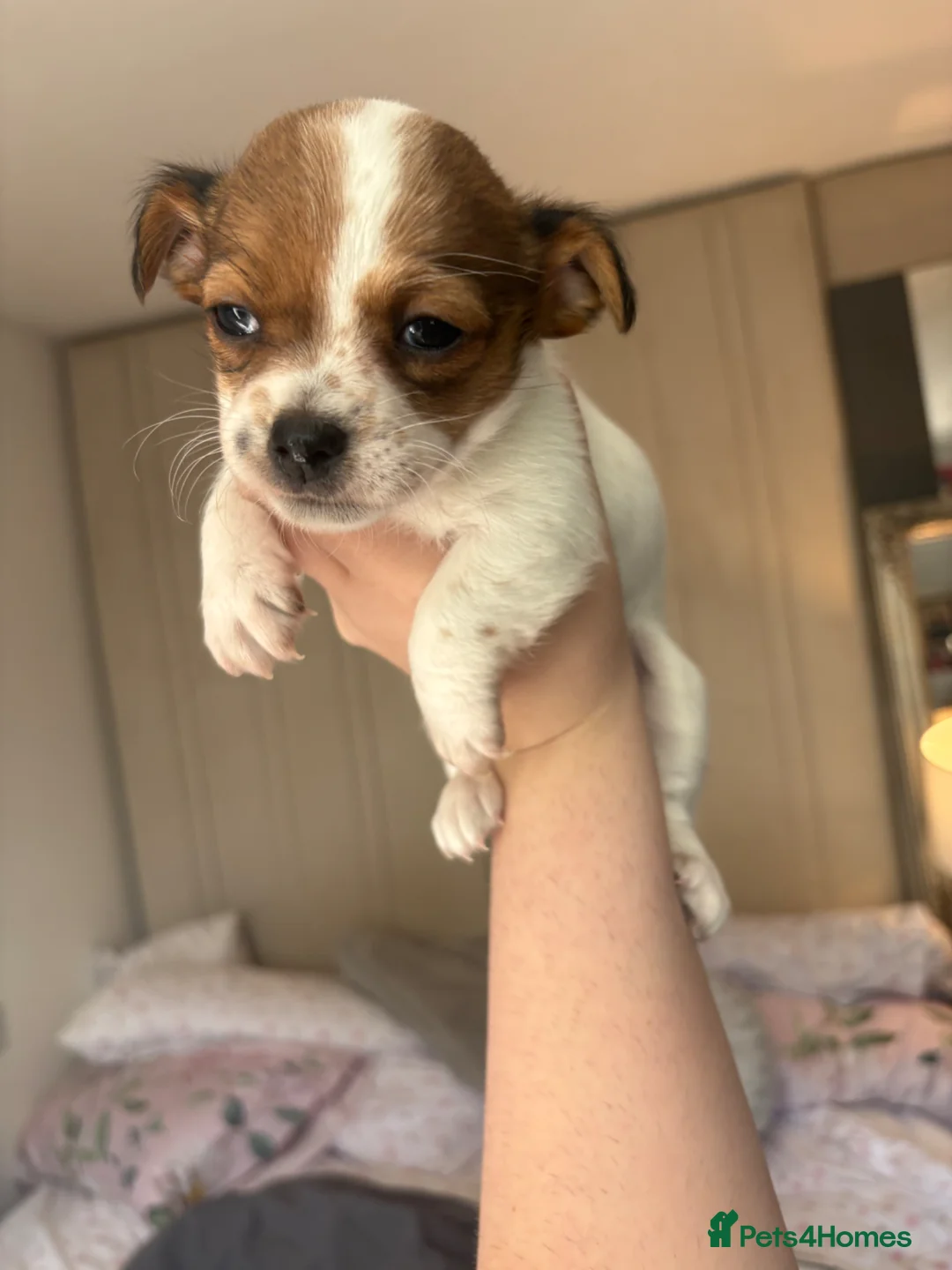 Jack Chi dogs for sale: Jack Russell Chihuahua Puppies🐾 - Advert 1