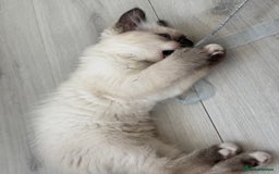 Ragdoll cats for sale: Purebred Ragdoll  - Image 5