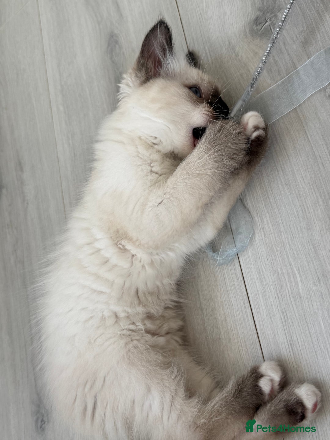 Ragdoll cats for sale: Purebred Ragdoll  - Image 5
