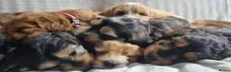 Cockapoo dogs for sale: Cockapoo❤️💜🩷🩵💙 - Advert 3