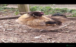 Chickens poultry for sale: Silkie Cockeral - Image 2