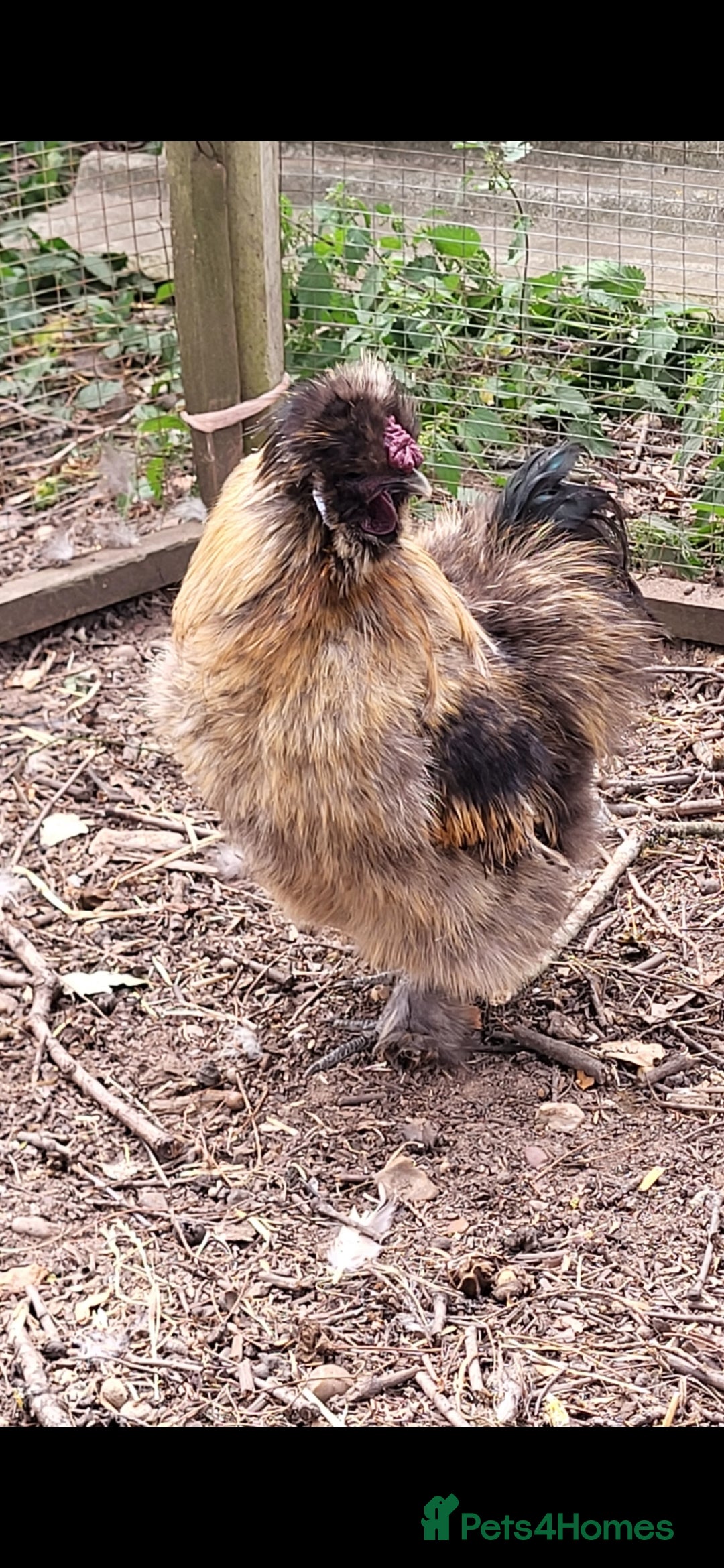 Chickens poultry for sale: Silkie Cockeral - Image 2