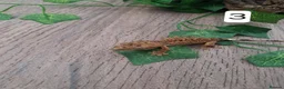 Gecko reptiles for sale: Crested geckos - Advert 6