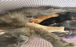 Mixed Breed cats for sale: 6 Beautiful long hair mixed kittens - ready 26/08 - Image 14