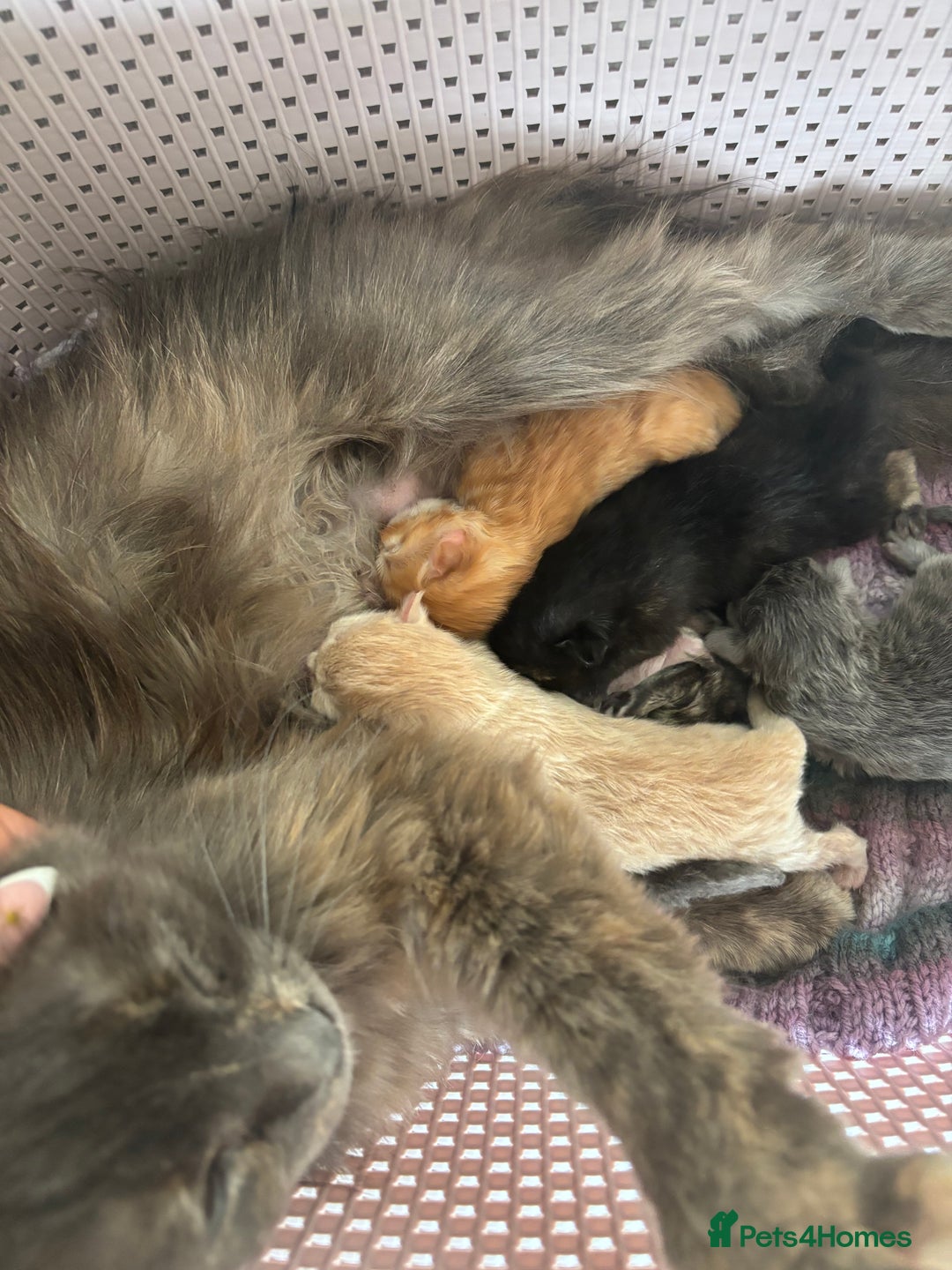 Mixed Breed cats for sale: 6 Beautiful long hair mixed kittens - ready 26/08 - Image 14