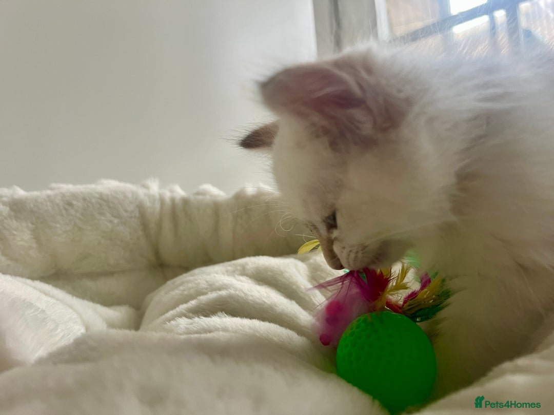 Siberian cats for sale: Hypoallergenic Female Siberian Blue eyes Neva - Advert 11