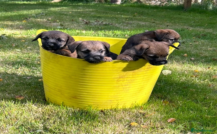 Border Terrier dogs - Advert 9