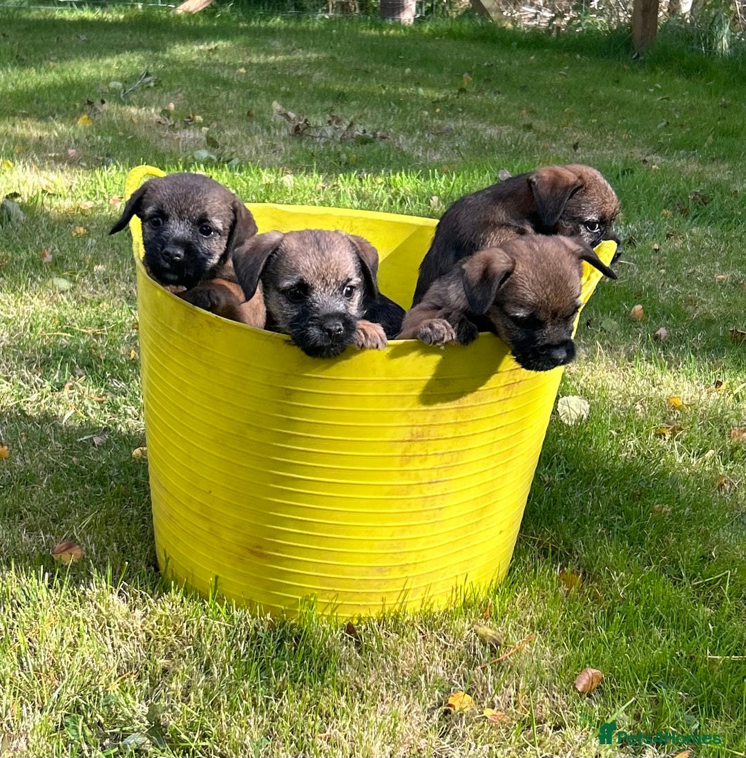 Border Terrier dogs for sale: KC Border Terrier Puppies  - Image 1