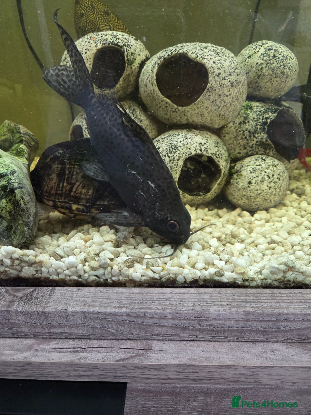 Catfish fish for sale: 4 different catfish - Image 3