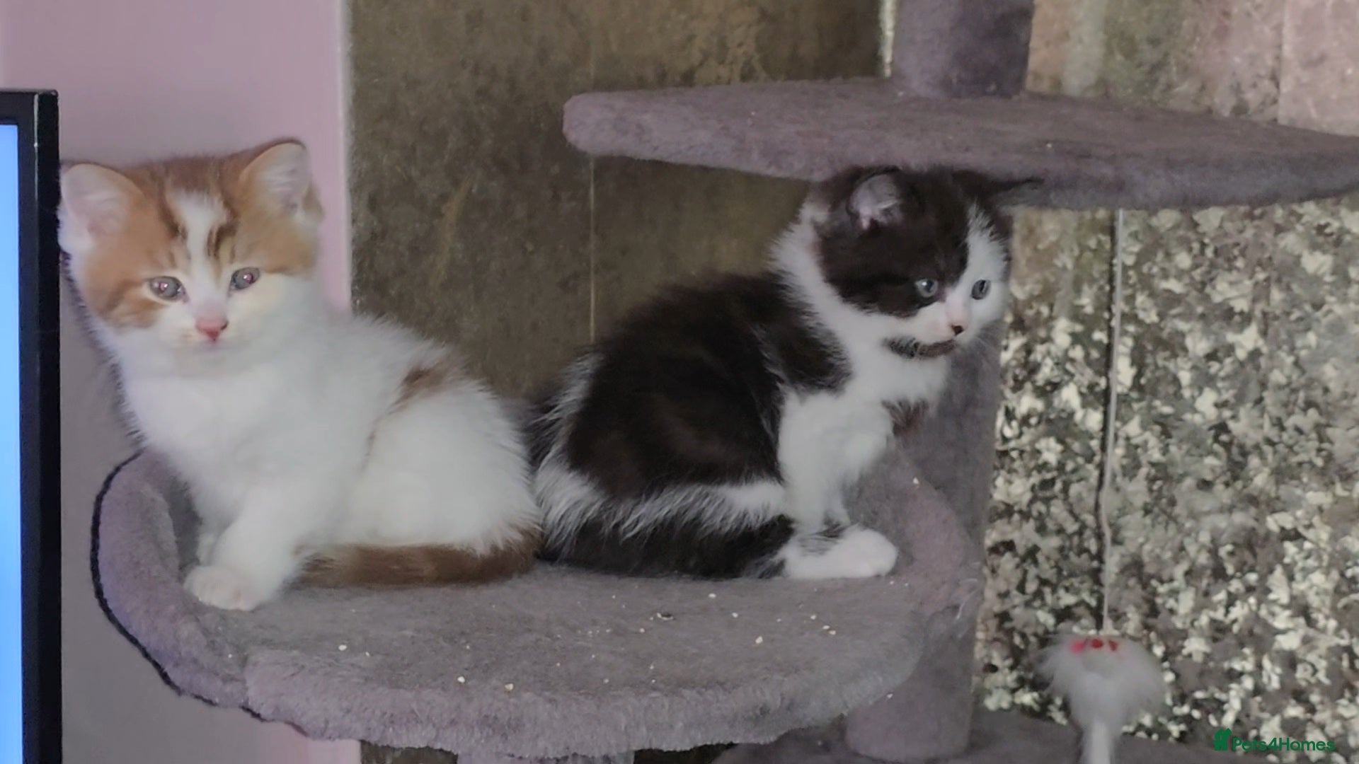 Munchkin cats Munchkin kittens - Advert 3