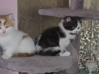 Munchkin cats Munchkin kittens - Advert 3