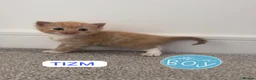 Mixed Breed cats for sale: ginger kittens  in Hailsham - Advert 31