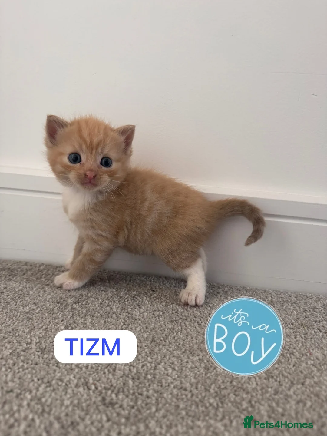 Mixed Breed cats for sale: ginger kittens  in Hailsham - Advert 31