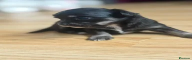 Chihuahua 3