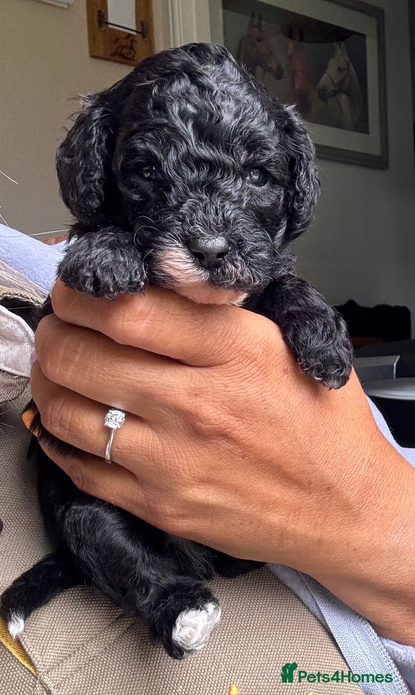 Cavapoo dogs Cavapoo F1b Stunning Puppies (Male) - Advert 12