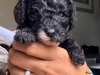 Cavapoo dogs Cavapoo F1b Stunning Puppies (Male) - Advert 12