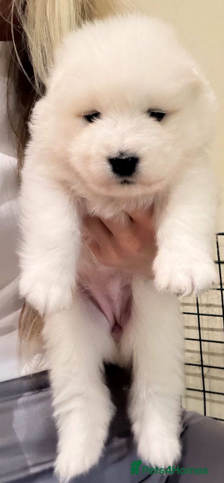 Samoyed dogs One male puppy from Health-Tested KC Parents - Advert 7