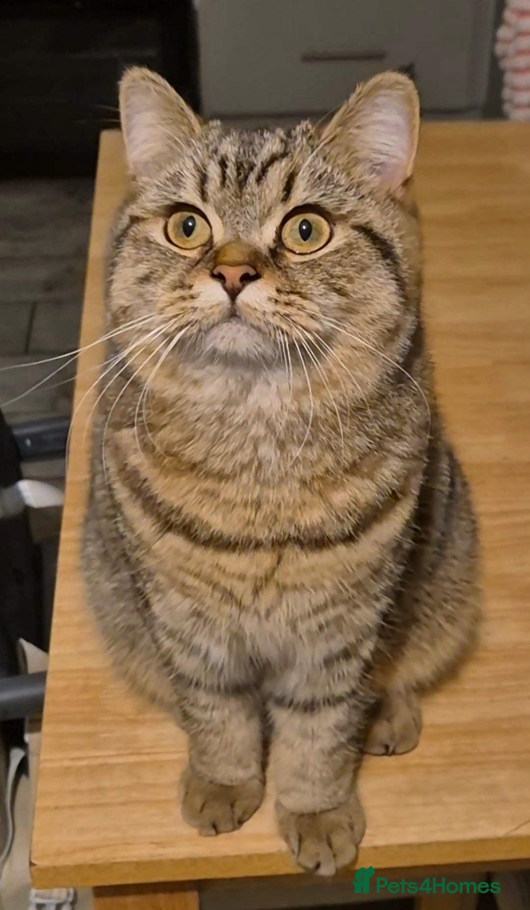 British Shorthair cats for sale: Bonded pair girl & boy - Advert 7