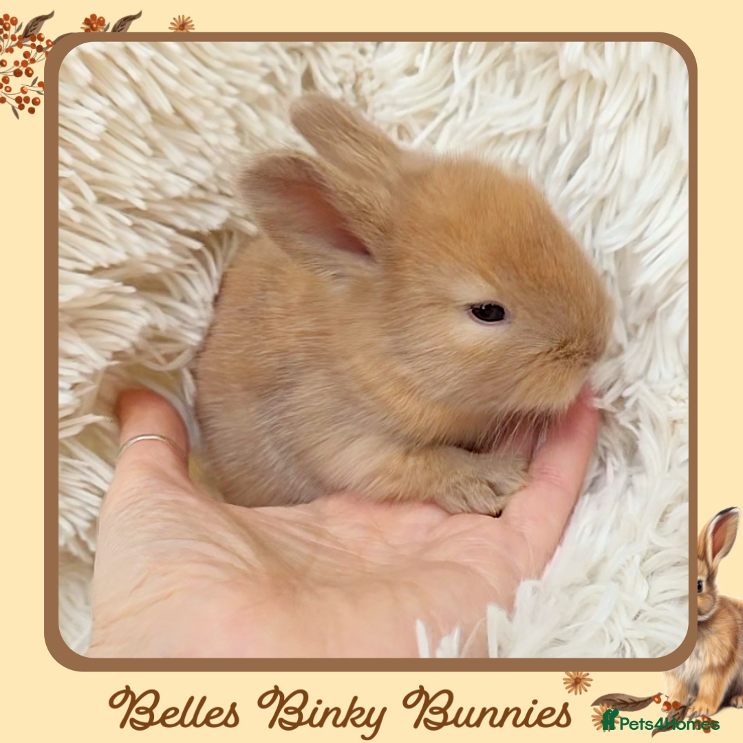 Angora rabbits for sale: 🧡 Proven Angora Doe 13mths old 🧡 - Advert 10